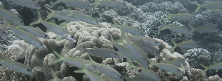 Bawah Laut Banda Neira
